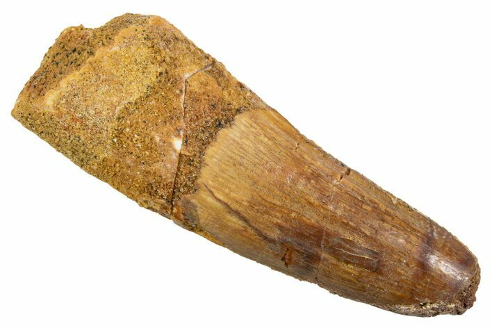 Fossil Spinosaurus Tooth - Feeding Worn Tip #345927